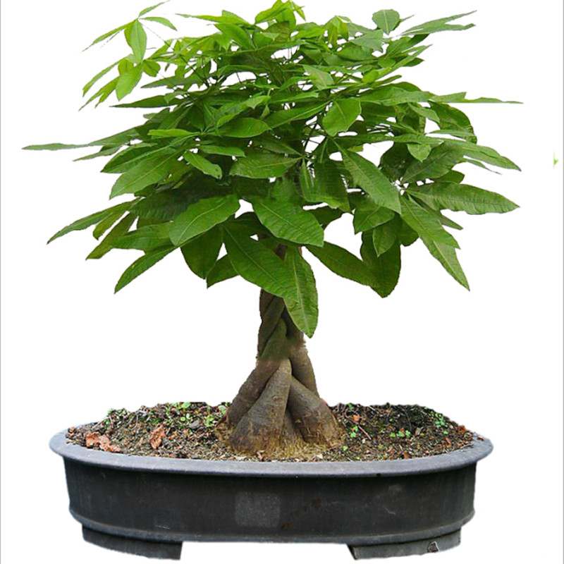 Npk 15-15-15 Misch dünger für  – Bonsai Soil Akadama Bewertung und Preis